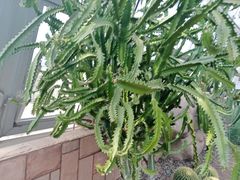-北京植物园-展览温室
