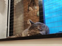 -楼上猫咖(罗湖店)