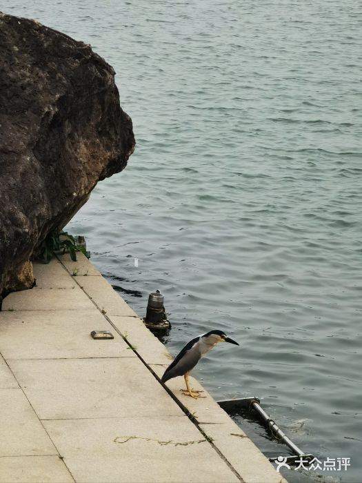 金鸡湖景区图片