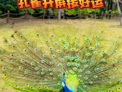 -顾村公园