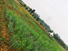 -紫颐香薰山谷景区