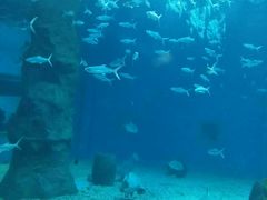 -北戴河圣蓝海洋公园