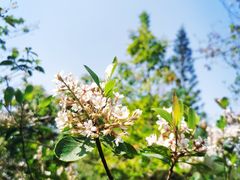 -深圳市中科院仙湖植物园