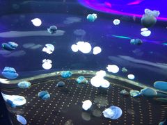 -芜湖新华联大白鲸海洋公园