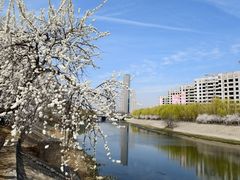 -桃花堤公园