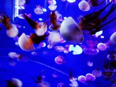 -烟台海昌鲸鲨海洋公园