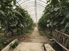 -马陆小张葡萄园农家乐