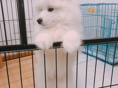 -翊宠yipet猫狗购宠庄园犬舍•猫舍