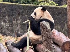-都江堰中华大熊猫苑
