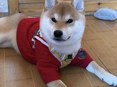 -萌宠之家·腊肠犬·马尔泰·小体犬舍