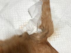 -瑞派·关忠动物医院·异宠专科·犬猫肿瘤·皮肤专科(望京店)