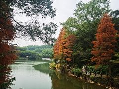 -深圳仙湖植物园
