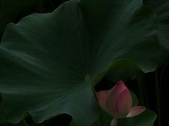 -荆川公园