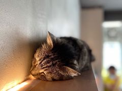-猫儿山۰猫主题餐厅