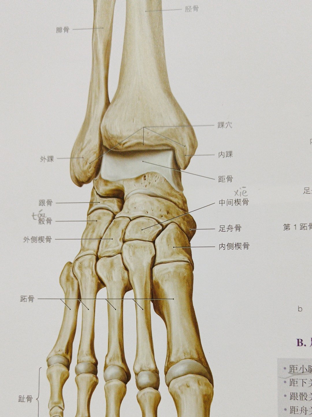 腓骨下移图片