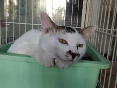 -A猫a狗全科·犬猫异宠·芥西宠物医院(南开总院)