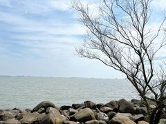 -上海吴淞炮台湾国家湿地公园