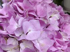 -亭亭鲜花店(中山北路店)