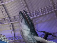 -烟台海昌鲸鲨海洋公园