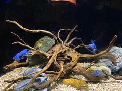 -上海海洋水族馆