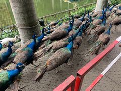 -西双版纳原始森林公园