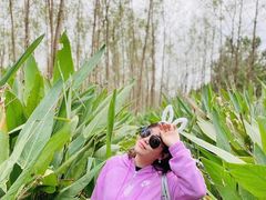 -合肥滨湖国家森林公园