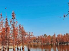 -白鹭湾湿地公园