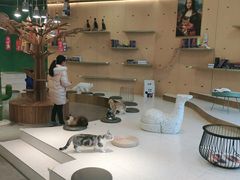 大堂-飞行喵MR PILOT|猫舍·猫咖(静安大融城店)