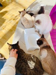 -萌宠亲子动物乐园(槐房万达店)