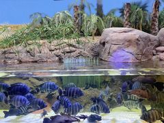 -上海海洋水族馆