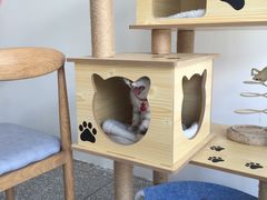 -绒爪撸猫下午茶·猫咖