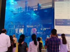 -迪拜水族馆及水下动物园