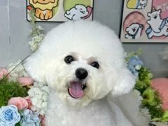 -翊宠yipet猫狗购宠庄园犬舍•猫舍