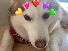 -Husky Go! 哈士奇体验馆·宠物咖啡厅狗咖