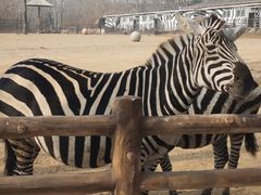 -大连森林动物园