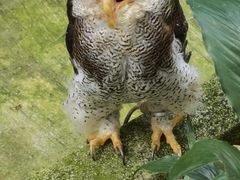 -吉隆坡雀鸟公园