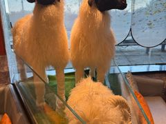 -百草滩羊清水涮羊肉·清真·宁夏盐池滩羊(莲花桥店)