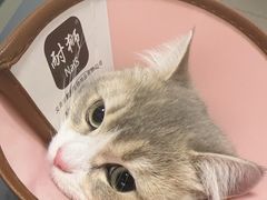 -守诺宠物医院·眼科· 特色牙科·异宠专科(虹口店)