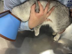 -瑞派名望志远动物医院·猫科·內科·异宠专科(直港大道店)