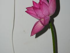 -循礼门鲜花花市(武汉循礼门店)