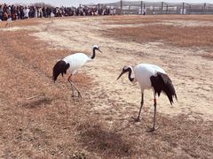 -盐城丹顶鹤湿地生态旅游区