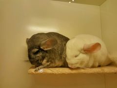 -龙猫仔乐园(惠福东路店)