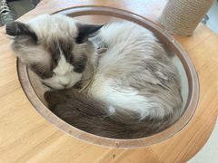 -共舞时光猫咖·狗咖(新街口店)