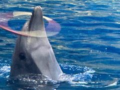 -福州罗源湾海洋世界旅游区
