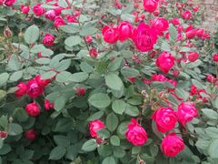 -都江堰玫瑰花溪谷