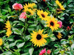 -人民公园(罗湖区)