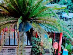 -院8里·少城记忆老川菜(宽窄巷子店)