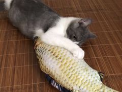 -袖虎·猫馆(体育西路店)