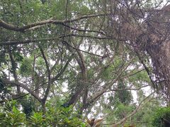 -海南热带野生动植物园