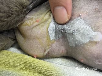今天带家里猫咪绝育，来到瑞鹏宠物医院御桥分院
